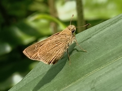 Borbo cinnara