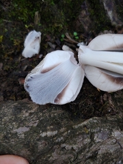 Coprinopsis romagnesiana