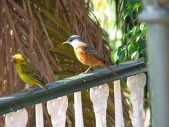Monticola rupestris