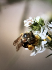 Melissodes dentiventris