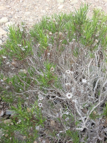 Pulicaria glutinosa, photograph 6