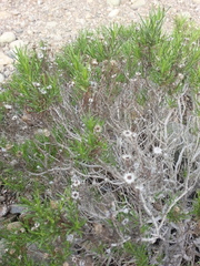 Pulicaria glutinosa