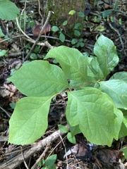 Styrax americanus americanus