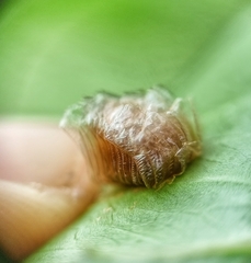 Aspidimorpha miliaris