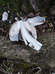 Coprinopsis romagnesiana
