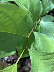 Styrax americanus americanus