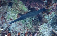 Aulostomus chinensis