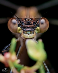 Lestes sponsa