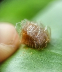 Aspidimorpha miliaris