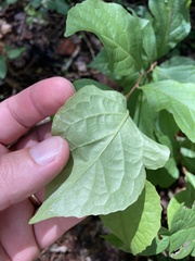 Styrax americanus americanus