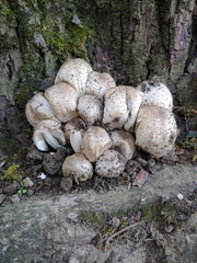 Coprinopsis romagnesiana