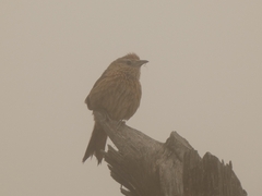 Phacellodomus striaticeps