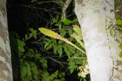 Epiphyllum phyllanthus