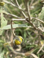 Solanum elaeagnifolium