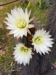 Trichocereus chiloensis