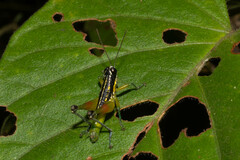 Liebermannacris dorsualis