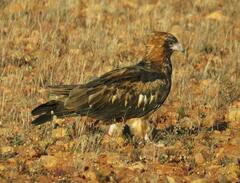 Hamirostra melanosternon