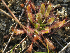 Drosera linearis