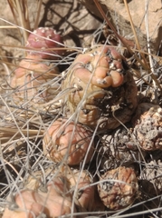 Tephrocactus verschaffeltii
