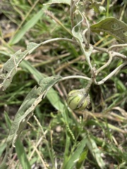 Solanum elaeagnifolium