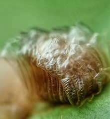 Aspidimorpha miliaris