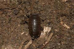 Circoniscus ornatus