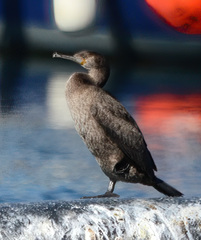 Phalacrocorax capensis