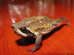 Breviceps sopranus