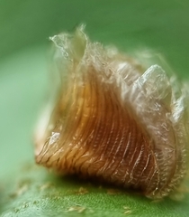 Aspidimorpha miliaris