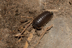 Circoniscus ornatus
