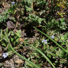 Microcodon glomeratus