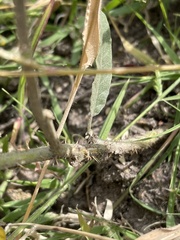 Solanum elaeagnifolium