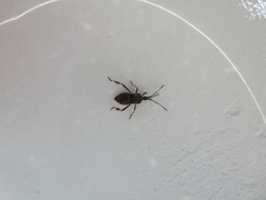 Leptoglossus occidentalis