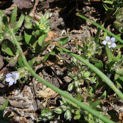 Microcodon glomeratus