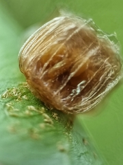 Aspidimorpha miliaris