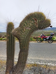 Trichocereus chiloensis