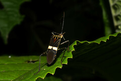 Hypselonotus lineatus