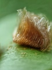 Aspidimorpha miliaris