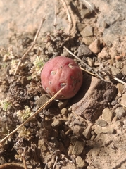 Tephrocactus verschaffeltii
