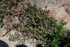 Microcodon glomeratus