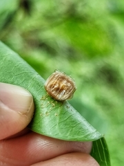 Aspidimorpha miliaris