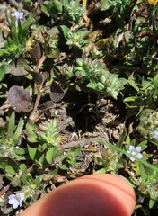 Microcodon glomeratus