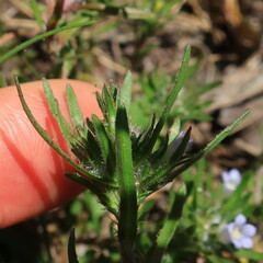 Microcodon glomeratus