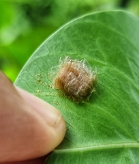 Aspidimorpha miliaris