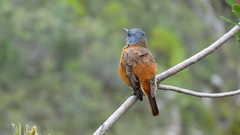 Monticola rupestris