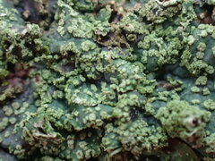 Punctelia subrudecta