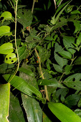 Witheringia solanacea