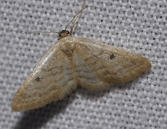 Idaea alicantaria