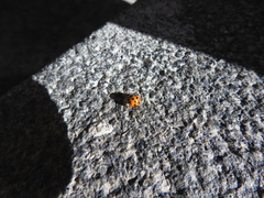 Harmonia axyridis