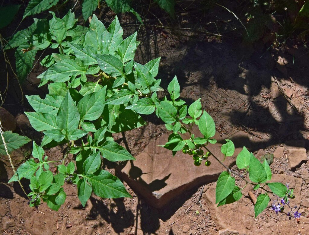 bittersweet nightshade from Multnomah, Oregon, United States on August